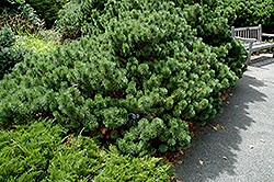 Oregon Jade Mugo Pine (Pinus mugo 'Oregon Jade') at Stonegate Gardens