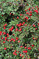 Cranberry Cotoneaster (Cotoneaster apiculatus) at Stonegate Gardens