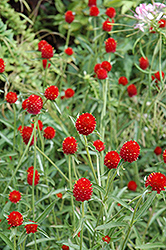 Strawberry Fields Gomphrena (Gomphrena haageana 'Strawberry Fields') at Stonegate Gardens