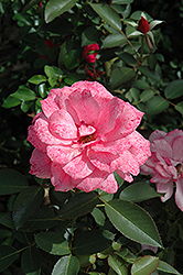 Malaguena Rose (Rosa 'Malaguena') at Stonegate Gardens