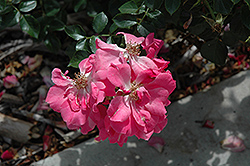 Beach Blanket Pink Groundcover Rose (Rosa 'JACdarpi') at Stonegate Gardens