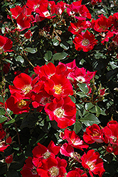 Carefree Spirit Rose (Rosa 'Carefree Spirit') at Stonegate Gardens