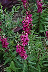 Serenita Raspberry Angelonia (Angelonia angustifolia 'PAS777797') at Stonegate Gardens
