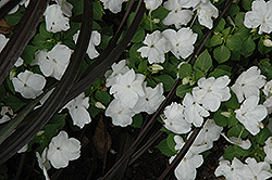 Dazzler White Impatiens (Impatiens 'Dazzler White') at Stonegate Gardens