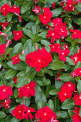 Cora Red Vinca (Catharanthus roseus 'Cora Red') at Lakeshore Garden Centres