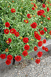 Red Plume Blanket Flower (Gaillardia pulchella 'Red Plume') at Stonegate Gardens