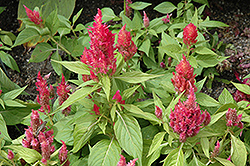 Ice Cream Peach Celosia (Celosia 'Ice Cream Peach') at Stonegate Gardens