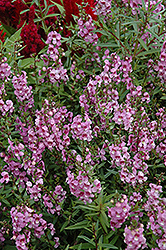 Serena Lavender Pink Angelonia (Angelonia angustifolia 'Serena Lavender Pink') at Stonegate Gardens