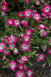 Picobella Rose Morn Petunia (Petunia 'Picobella Rose Morn') at Stonegate Gardens