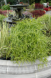 Umbrella Plant (Cyperus alternifolius) at Stonegate Gardens