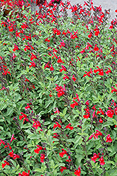 Mesa Scarlet Sage (Salvia 'Mesa Scarlet') at Stonegate Gardens