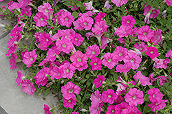Easy Wave Pink Petunia (Petunia 'Easy Wave Pink') at Lakeshore Garden Centres