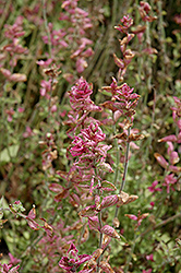Marble Arch Rose Sage (Salvia viridis 'Marble Arch Rose') at Stonegate Gardens