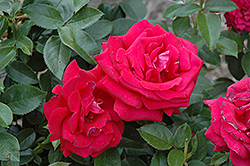 Lasting Love Rose (Rosa 'Lasting Love') at Stonegate Gardens