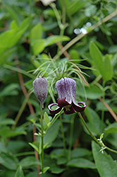 Swamp Leather Flower (Clematis crispa) at Stonegate Gardens