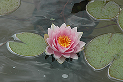 Hollandia Hardy Water Lily (Nymphaea 'Hollandia') at Stonegate Gardens