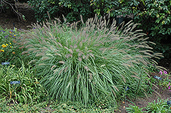 Fountain Grass (Pennisetum alopecuroides) at Stonegate Gardens