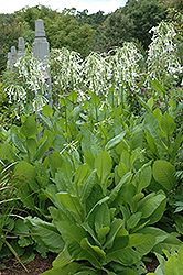 Woodland Tobacco (Nicotiana sylvestris) at Stonegate Gardens