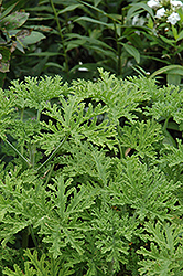 Cinnamon Scented Geranium (Pelargonium crispum 'Cinnamon') at Stonegate Gardens