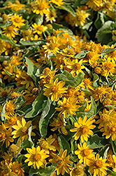 Melampodium (Melampodium paludosum) at Lakeshore Garden Centres