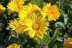 Bon Bon Yellow Pot Marigold (Calendula officinalis 'Bon Bon Yellow') at Stonegate Gardens
