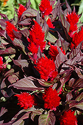 Smart Look Red Celosia (Celosia 'Smart Look Red') at Stonegate Gardens