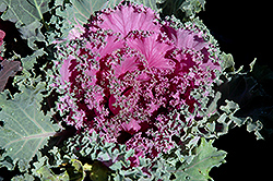 Pink Kale (Brassica oleracea var. acephala 'Pink') at Stonegate Gardens