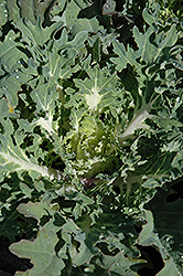 Snow Prince Kale (Brassica oleracea var. acephala 'Snow Prince') at Stonegate Gardens