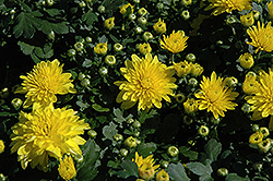 Dawn Chrysanthemum (Chrysanthemum 'Dawn') at Stonegate Gardens