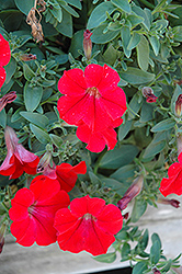 Surfinia Red Petunia (Petunia 'Surfinia Red') at Stonegate Gardens