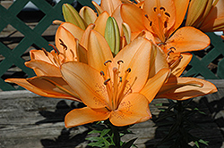 Orange Tycoon Lily (Lilium 'Orange Tycoon') at Stonegate Gardens