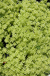 Zachary's Fine Gold Leaf Stonecrop (Sedum 'Zachary's Fine Gold Leaf') at Stonegate Gardens