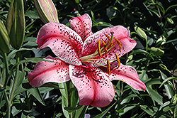 Tiger Edition Lily (Lilium 'Tiger Edition') at Stonegate Gardens