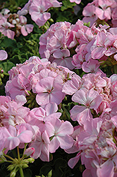Designer Light Pink Geranium (Pelargonium 'Designer Light Pink') at Stonegate Gardens