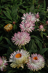 Dreamtime Jumbo Light Pink Strawflower (Bracteantha bracteata 'Dreamtime Jumbo Light Pink') at Stonegate Gardens