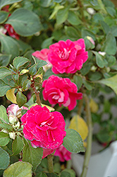 Fiesta Rose Double Impatiens (Impatiens 'Fiesta Rose') at Stonegate Gardens
