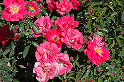 Flower Carpet Pink Supreme Rose (Rosa 'Flower Carpet Pink Supreme') at Stonegate Gardens