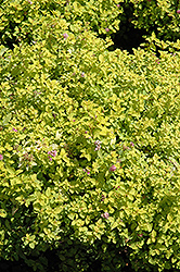 Golden Elf Spirea (Spiraea japonica 'Golden Elf') at Stonegate Gardens