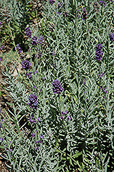 Oxford Gem Lavender (Lavandula angustifolia 'Oxford Gem') at Stonegate Gardens