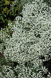 Flowering Spurge (Euphorbia corollata) at Stonegate Gardens