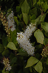 Sugartina Crystalina Summersweet (Clethra alnifolia 'Crystalina') at Stonegate Gardens