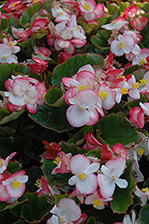 Super Olympia Bicolor Begonia (Begonia 'Super Olympia Bicolor') at Stonegate Gardens