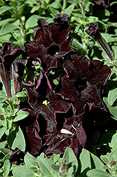 Black Velvet Petunia (Petunia 'Black Velvet') at Stonegate Gardens