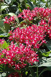 Butterfly Pink Star Flower (Pentas lanceolata 'Butterfly Pink') at Stonegate Gardens