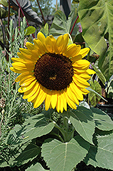 Miss Sunshine Annual Sunflower (Helianthus annuus 'Miss Sunshine') at Stonegate Gardens