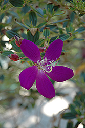 Glory Bush (Tibouchina lepidota) at Stonegate Gardens