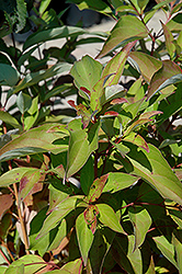 Irish Setter Gray Dogwood (Cornus racemosa 'Irish Setter') at Stonegate Gardens