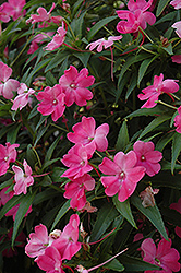 SunPatiens Vigorous Pink New Guinea Impatiens (Impatiens 'SunPatiens Vigorous Pink') at Lakeshore Garden Centres