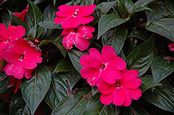Celebrette Hot Pink New Guinea Impatiens (Impatiens 'Balcebhopi') at Stonegate Gardens