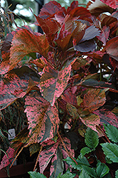 Mosaica Acalypha (Acalypha wilkesiana 'Mosaica') at Stonegate Gardens